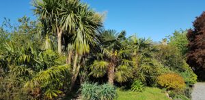 Palmiers Trachycarpus et cordylines australes sous un ciel de mai, jardin botanique de La Filuzière