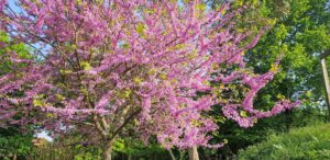 Arbre de Judée en pleine floraison rose au mois d'avril, jardin de La Filuzière