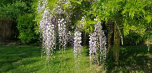 Glycine en fleurs et ses longues grappes mauves, jardin botanique de La Filuzière