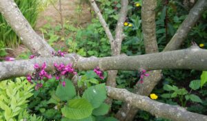 Floraison rose directement sur le tronc d'un arbre de Judée, détail botanique