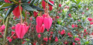 Fleurs en lanternes écarlates du Crinodendron hookerianum, arbuste rare du jardin