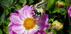 Papillon machaon posé sur un dahlia rose dans le jardin de La Filuzière