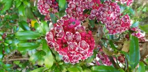 Boutons et fleurs ciselés du Kalmia latifolia en juin, jardin botanique de La Filuzière
