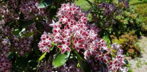 Floraison en étoiles du Kalmia latifolia, arbuste de collection du jardin