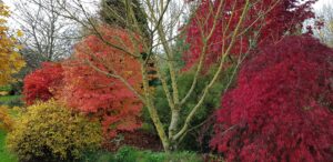 Érables du Japon en habit d'automne, feuillages rouges, pourpres et dorés
