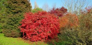 Érable du Japon écarlate en automne devant un massif de conifères