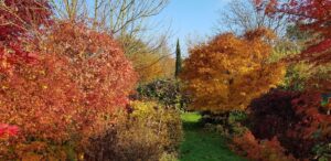 Érables du Japon orange et rouges encadrant un cyprès, automne au jardin