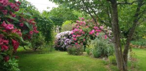 Rhododendrons roses et blancs en pleine floraison sous les arbres du jardin