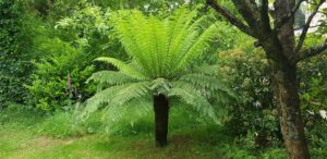 Fougère arborescente Dicksonia antarctica déployée au cœur du jardin botanique