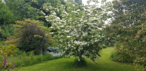 Cornus kousa couvert de bractées blanches au mois de mai, jardin de La Filuzière