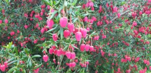 Gros plan sur les clochettes rouges du Crinodendron hookerianum, arbre aux lanternes du Chili