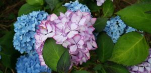 Hortensias bleus et hortensia rose bordé de blanc, floraison de juillet