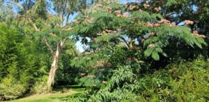 Albizia en fleurs roses et eucalyptus au tronc clair, jardin botanique de La Filuzière