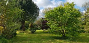Pin et érable au feuillage printanier sur la grande pelouse du jardin