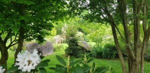 Rhododendron blanc en fleurs devant les blocs de granit du jardin botanique