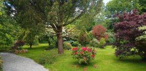 Grand pin, rhododendron rouge et azalées en fleurs le long de l'allée de gravier