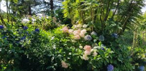 Hortensias bleus et roses en fleurs sous le couvert des arbres, août au jardin