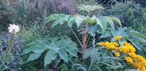 Grandes feuilles palmées du Tetrapanax papyrifera et rudbeckias jaunes en septembre