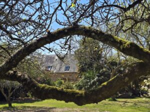 Le gîte de La Filuzière vu depuis le jardin à travers une branche moussue, printemps