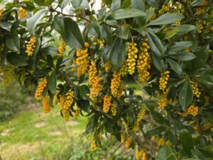 Arbuste à grappes de fleurs jaunes retombantes en avril, jardin botanique de La Filuzière