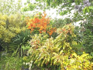 Azalée orange, genêt jaune et mahonia réunis dans un massif de printemps