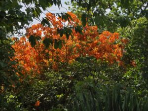 Azalée orange en pleine floraison au mois de mai, jardin botanique de La Filuzière