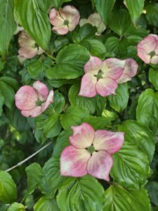 Bractées roses du Cornus kousa en gros plan, arbuste de collection du jardin