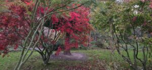 Érables du Japon écarlates et tapis de feuilles rouges en novembre