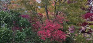 Érables du Japon aux couleurs d'automne, feuillages rouges et dorés, jardin de La Filuzière