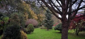 Grand pin et massifs d'arbustes aux teintes d'automne, jardin de 1,8 hectare