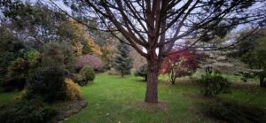 Grand conifère et massifs d'automne dans le jardin botanique de La Filuzière, sud Manche