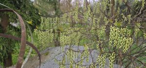 Grappes jaunes du Stachyurus en fleurs dès le mois de mars, jardin de La Filuzière