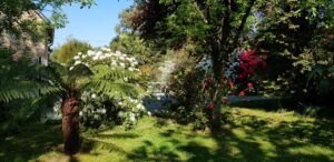 Fougère arborescente Dicksonia antarctica devant le gîte, rhododendron blanc et azalée rouge