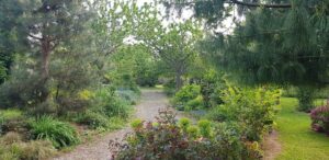 Allée arc-en-ciel bordée de pins et de massifs de vivaces, jardin de La Filuzière