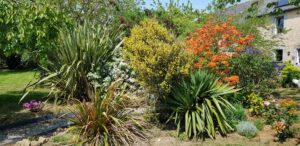 Azalée orange en fleurs entourée de phormiums et de yuccas, devant la maison en pierre