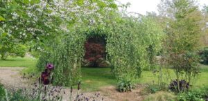 Bouleau pleureur et iris en fleurs dans le jardin botanique de La Filuzière