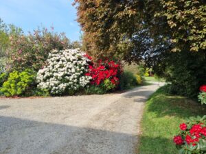 Chemin d'accès au gîte de La Filuzière entre les massifs de rhododendrons
