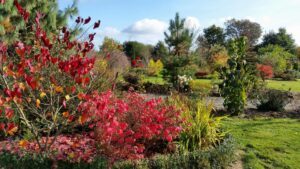 Fusain ailé aux couleurs d'automne écarlates dans le jardin botanique de La Filuzière