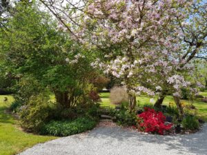 Magnolia en pleine floraison rose et azalée rouge, jardin botanique de La Filuzière
