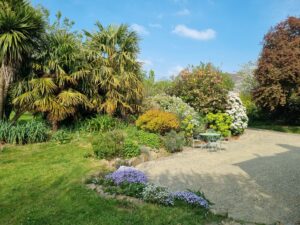 Palmiers Trachycarpus et cordylines devant le gîte, avec tapis de phlox mousse bleu