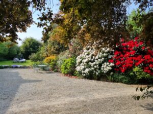 Rhododendrons blancs et rouges en fleurs devant la cour du gîte de La Filuzière